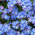 Forget - Me - Not Seeds - Sprouts of Bristol