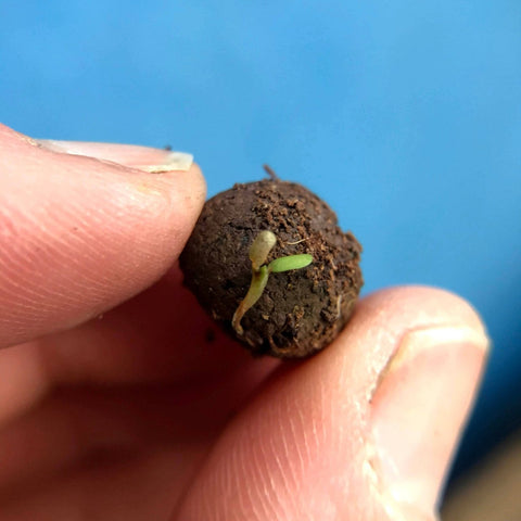 Forget - Me - Not Wildflower Seedball Tubes - Sprouts of Bristol