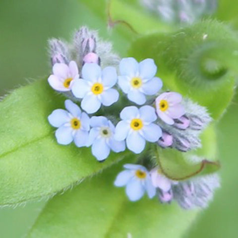 Forget - Me - Not Wildflower Seedball Tubes - Sprouts of Bristol