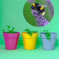 Forget - Me - Not Wildflower Seedball Tubes - Sprouts of Bristol