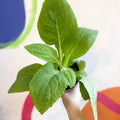 Foxgloves - Digitalis purpurea 'Dalmatian Cream' - British Grown Herbaceous Perennial - Sprouts of Bristol