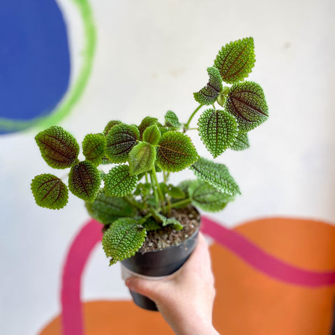 Friendship Plant - Pilea 'Moon Valley' - Sprouts of Bristol