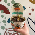 Fritillaria imperialis 'Aurora' - Orange Crown Imperial - Sprouts of Bristol