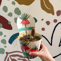 Fritillaria imperialis 'Rubra' - Scarlet Red Crown Imperial - Sprouts of Bristol