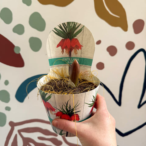 Fritillaria imperialis 'Rubra' - Scarlet Red Crown Imperial - Sprouts of Bristol