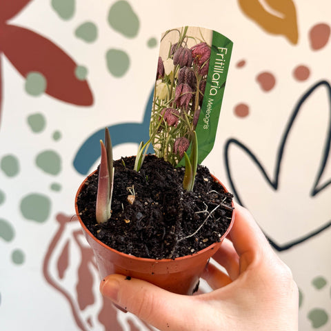 Fritillaria meleagris - Potted Snake's Head Fritillary Bulbs - Sprouts of Bristol