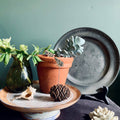 Frog Plant Pot Companions - Sprouts of Bristol
