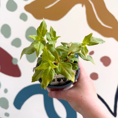 Fuchsia 'Annabelle' - Semi - trailing Fuchsia - British Grown - Sprouts of Bristol