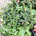 Fuchsia ‘Bella’ – Mixed Colour Trailing Fuchsia - Sprouts of Bristol
