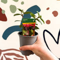 Fuchsia 'Blacky' - British Grown - Sprouts of Bristol