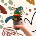 Fuchsia 'Blacky' - British Grown - Sprouts of Bristol