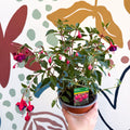 Fuchsia 'Dollar Princess' - Bush Fuchsia - British Grown - Sprouts of Bristol