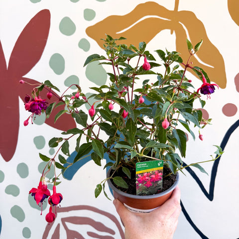 Fuchsia 'Dollar Princess' - Bush Fuchsia - British Grown - Sprouts of Bristol