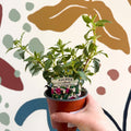 Fuchsia 'La Campanela' - Trailing Fuchsia - British Grown - Sprouts of Bristol