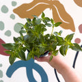 Fuchsia 'La Campanela' - Trailing Fuchsia - British Grown - Sprouts of Bristol
