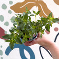 Fuchsia 'La Campanela' - Trailing Fuchsia - British Grown - Sprouts of Bristol