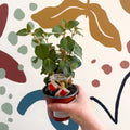 Fuchsia 'Mandarin Cream' - Upright Fuchsia - British Grown - Sprouts of Bristol