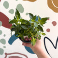 Fuchsia 'Patio Princess' - Upright Fuchsia - British Grown - Sprouts of Bristol