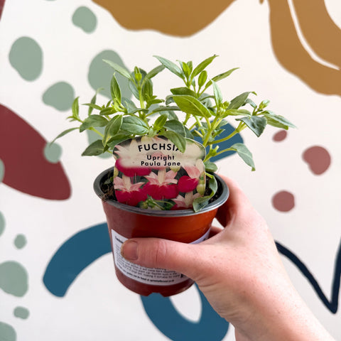 Fuchsia 'Paula Jane' - Upright Fuchsia - British Grown - Sprouts of Bristol