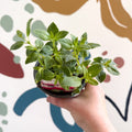 Fuchsia 'Paula Jane' - Upright Fuchsia - British Grown - Sprouts of Bristol