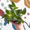 Fuchsia 'Pink Galore' - Trailing Fuchsia - British Grown - Sprouts of Bristol