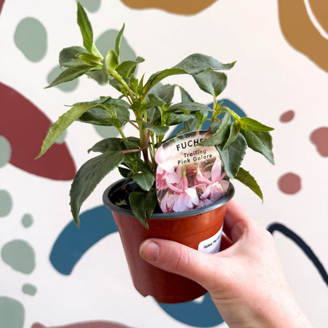 Fuchsia 'Pink Galore' - Trailing Fuchsia - British Grown - Sprouts of Bristol