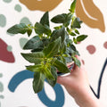 Fuchsia 'Spion Kop' - Upright Fuchsia - British Grown - Sprouts of Bristol