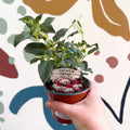 Fuchsia 'Spion Kop' - Upright Fuchsia - British Grown - Sprouts of Bristol