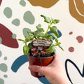 Fuchsia 'Swingtime' - Trailing Fuchsia - British Grown - Sprouts of Bristol