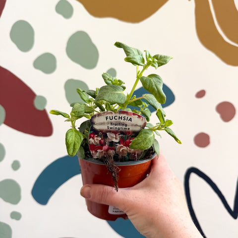 Fuchsia 'Swingtime' - Trailing Fuchsia - British Grown - Sprouts of Bristol