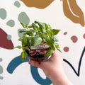 Fuchsia 'Swingtime' - Trailing Fuchsia - British Grown - Sprouts of Bristol