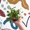 Fuchsia 'Tom Thumb' - Hardy Bush Fuchsia - British Grown - Sprouts of Bristol