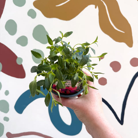 Fuchsia 'Tom Thumb' - Hardy Bush Fuchsia - British Grown - Sprouts of Bristol