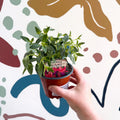 Fuchsia 'Tom Thumb' - Hardy Bush Fuchsia - British Grown - Sprouts of Bristol