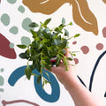 Fuchsia 'Tom Thumb' - Hardy Bush Fuchsia - British Grown - Sprouts of Bristol