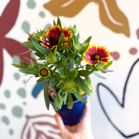 Gaillardia aristata 'Sunrita Red Yellow Tip' - Blanket Flower - British Grown - Sprouts of Bristol