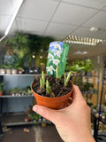 Galanthus elwesii - Potted Double Snowdrop Bulbs - Sprouts of Bristol