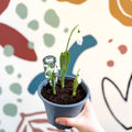 Galanthus elwesii - Potted Giant Snowdrop Bulbs - British Grown - Sprouts of Bristol