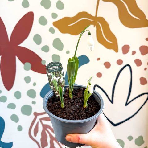 Galanthus elwesii - Potted Giant Snowdrop Bulbs - British Grown - Sprouts of Bristol