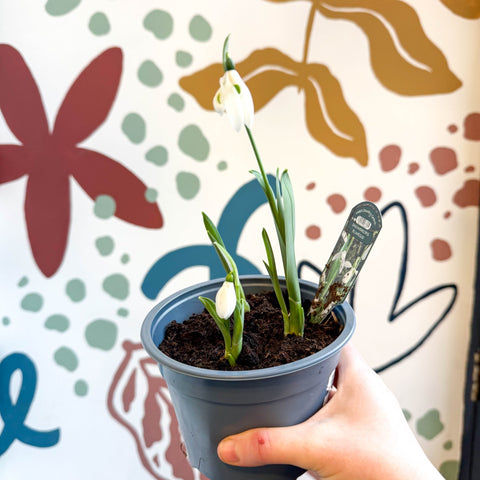 Galanthus elwesii - Potted Giant Snowdrop Bulbs - British Grown - Sprouts of Bristol
