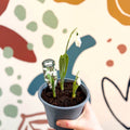 Galanthus elwesii - Potted Giant Snowdrop Bulbs - British Grown - Sprouts of Bristol