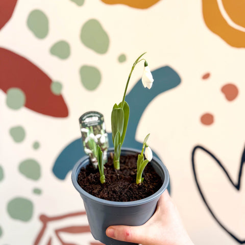 Galanthus elwesii - Potted Giant Snowdrop Bulbs - British Grown - Sprouts of Bristol