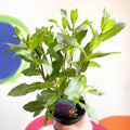 Garden Sage - Salvia nemorosa 'Caradonna' - British Grown Perennial - Sprouts of Bristol