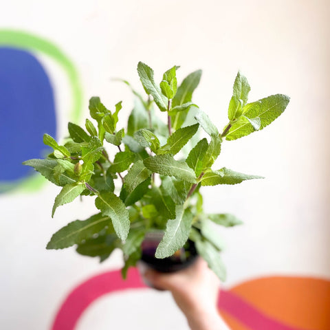 Garden Sage - Salvia nemorosa 'Caradonna' - British Grown Perennial - Sprouts of Bristol