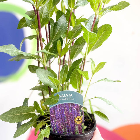 Garden Sage - Salvia nemorosa 'Caradonna' - British Grown Perennial - Sprouts of Bristol