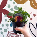 Garden Sage - Salvia nemorosa 'Marvel Dark Blue' - British Grown Perennial - Sprouts of Bristol