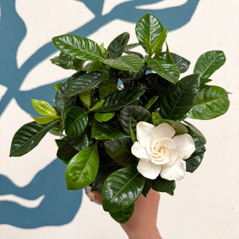 Gardenia jasminoides – Cape Jasmine - Sprouts of Bristol