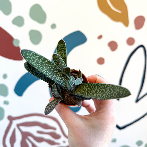 Gasteria ‘Little Warty’ – Ox Tongue Plant - Sprouts of Bristol