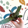 Gasteria ‘Little Warty’ – Ox Tongue Plant - Sprouts of Bristol