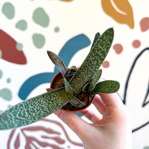 Gasteria ‘Little Warty’ – Ox Tongue Plant - Sprouts of Bristol